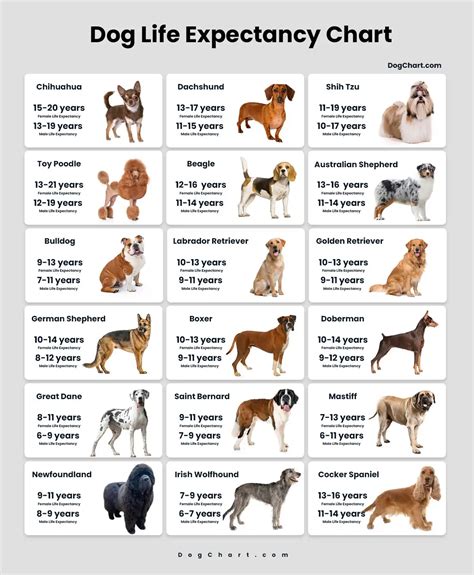 Dog Breed Lifespan Chart