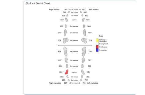 Dog Deciduous Teeth Chart