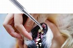 Dog Dental Scraper How to Use