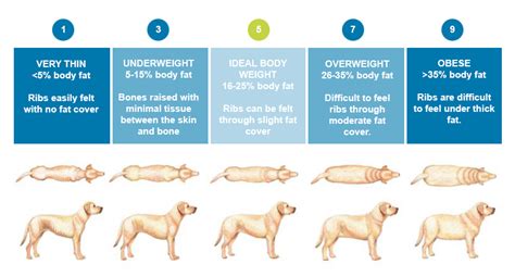 Dog Fat Chart