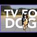 Dog Training Programs On TV