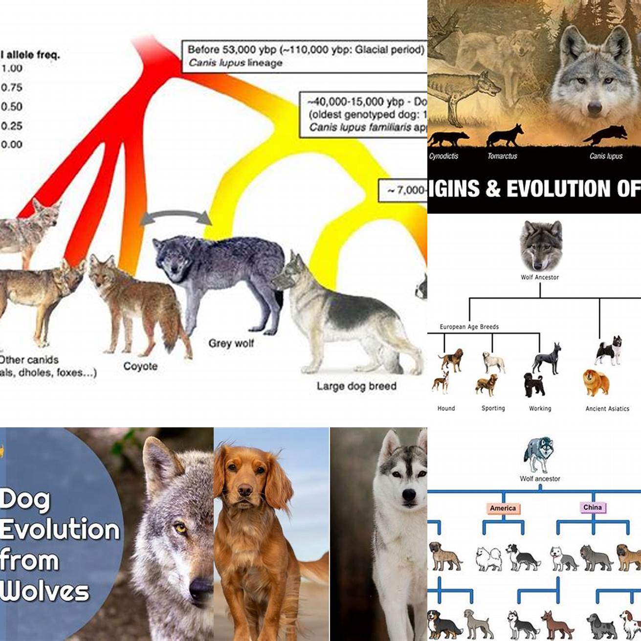 Dogs are descended from wolves