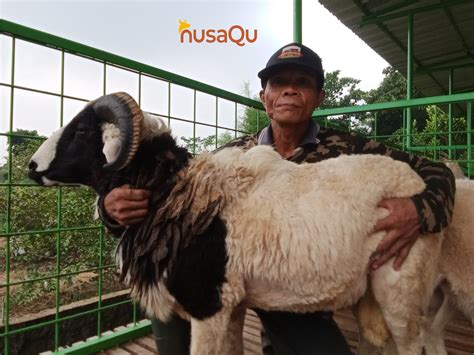 Domba Qurban
