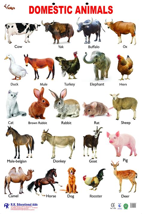 Domestic Animals Printable