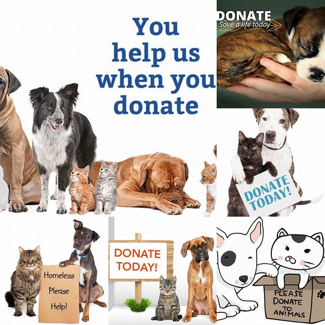 Donate to local animal rescue organizations