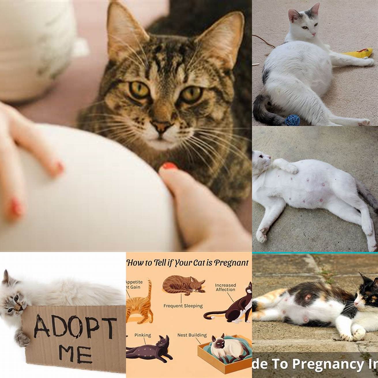 Dont adopt a new cat while pregnant