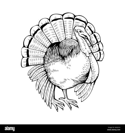 Drawing Turkey Gobbler