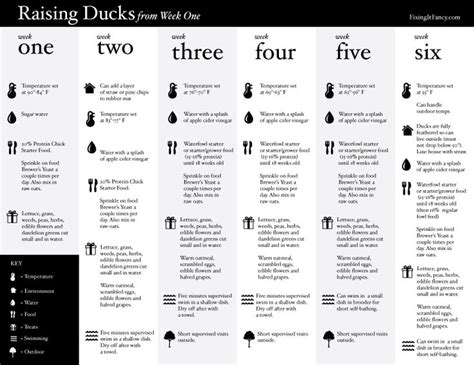 Duckling Age Chart With Pictures