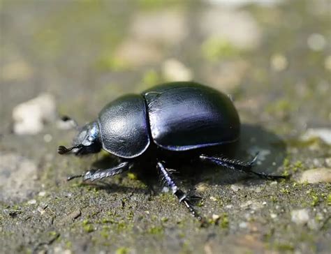 Beetle Facts