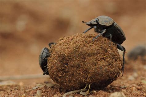 Beetle Habitat