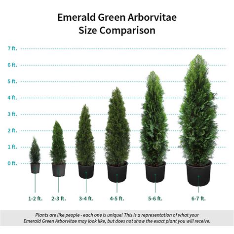 Dwarf Arborvitae Size Chart