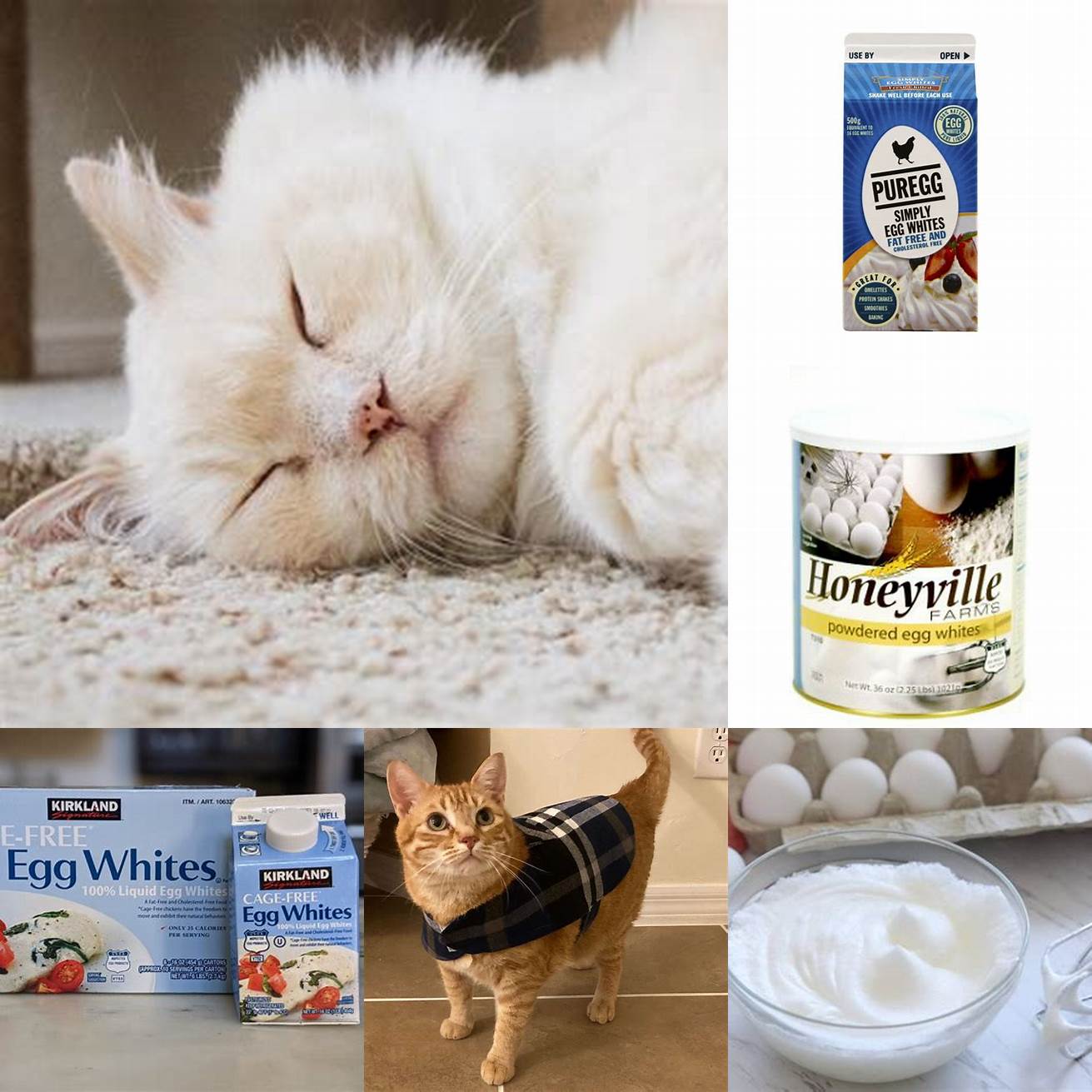 Egg whites can help improve your cats coat
