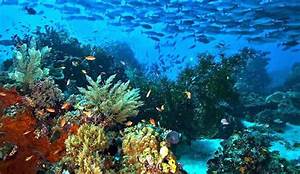 Ekosistem Laut