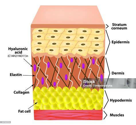 Elastin