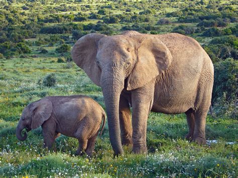 Elephants