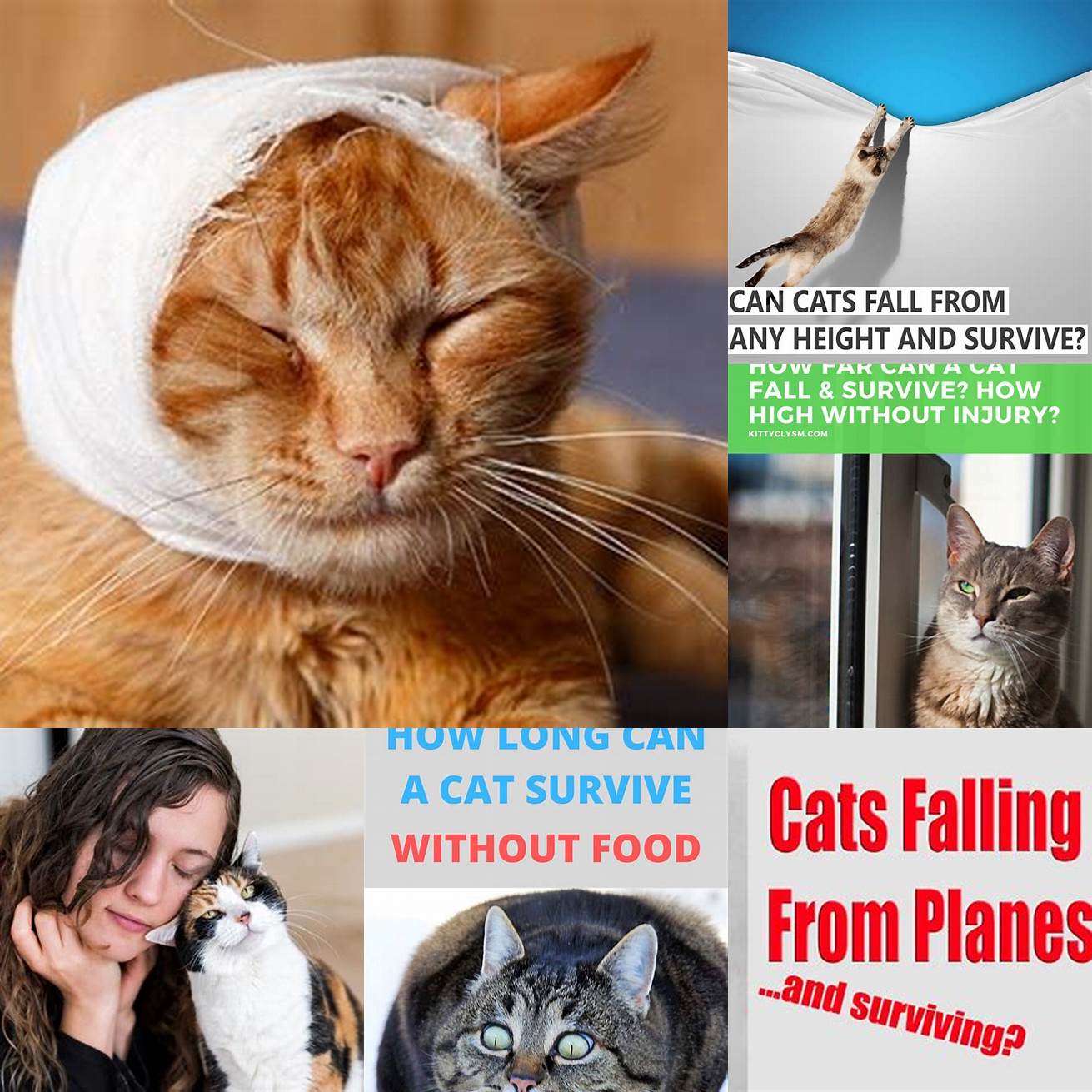 Emotional trauma - Even if a cat survives the fall it may suffer from emotional trauma