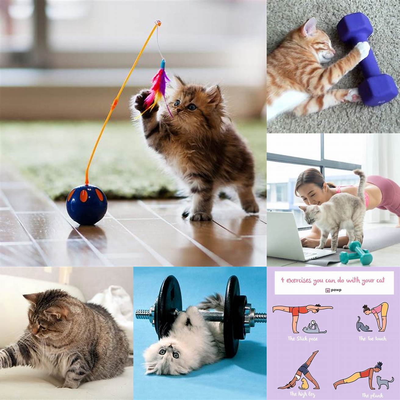 Encourage your cat to exercise regularly
