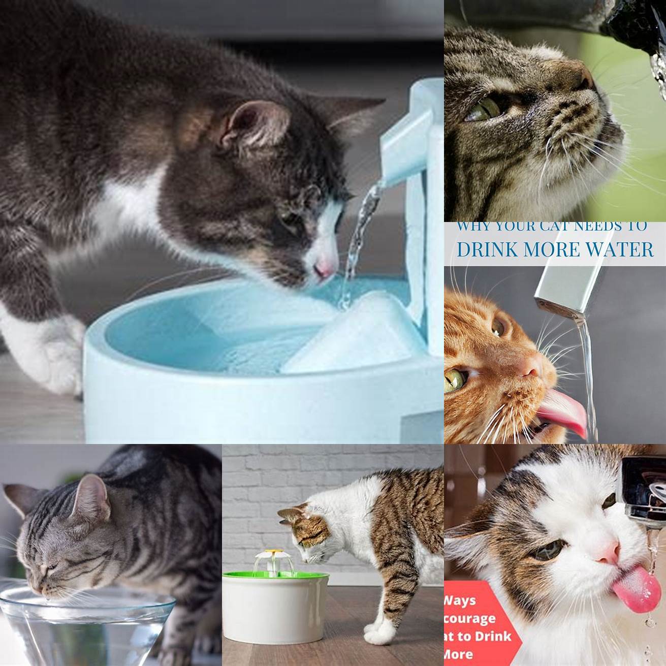 Encourages your cat to drink more water
