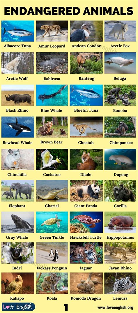 Endangered Animals Chart