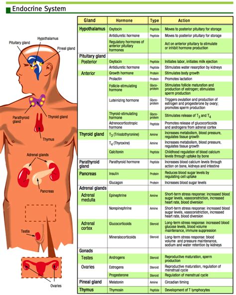 Endocrine System Hormone Chart