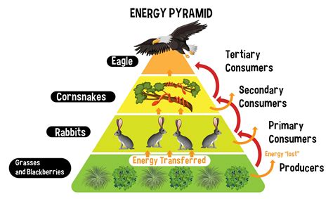 Energy Pyramid Template