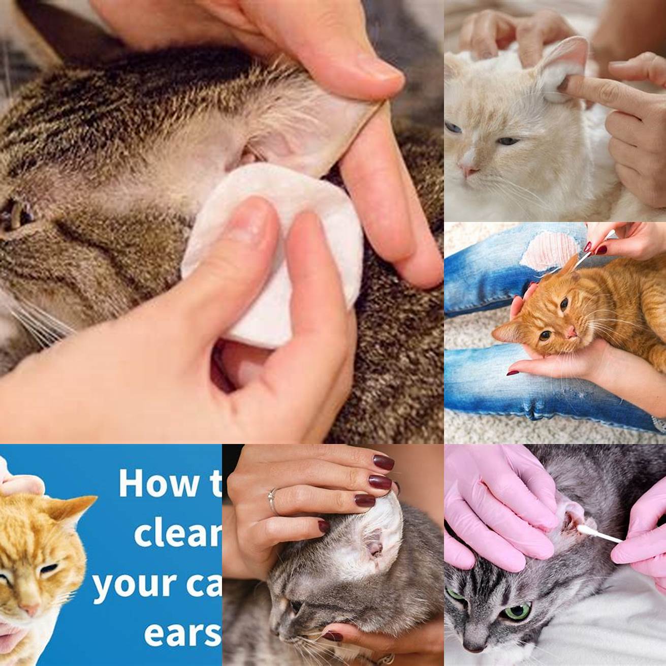 Ensure your cats ear is clean and dry