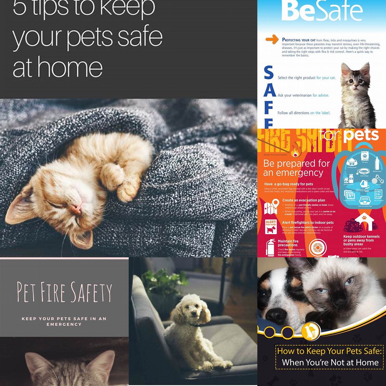 Ensure your pets safety