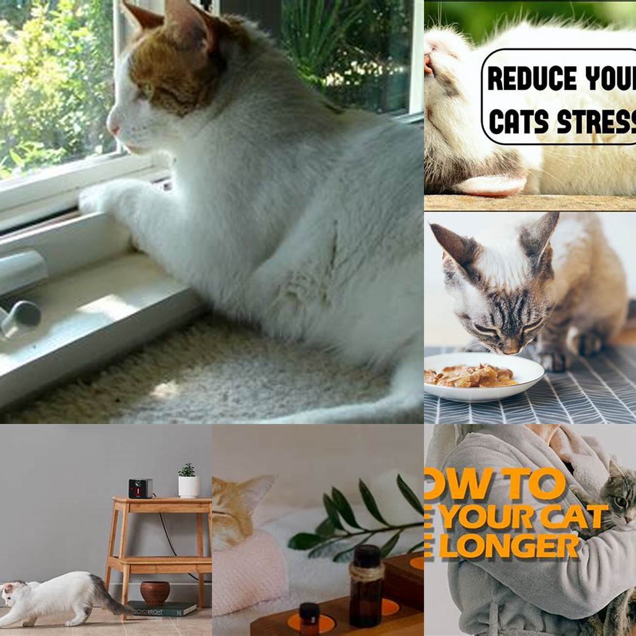Environment A safe and stress-free environment can help your cat live a happier and longer life