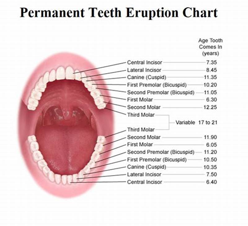 Eruption Pattern Teeth