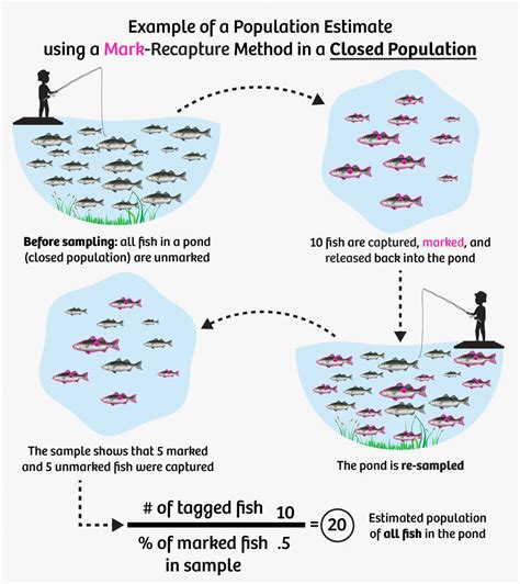 Estimating Fish Populations