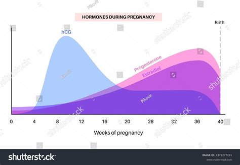 Estrogen Levels In Early Pregnancy Chart