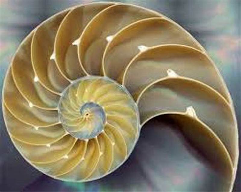 Example Of Fibonacci Pattern In Nature