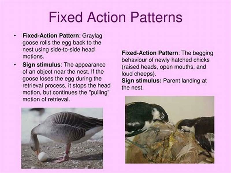 Example Of Fixed Action Pattern