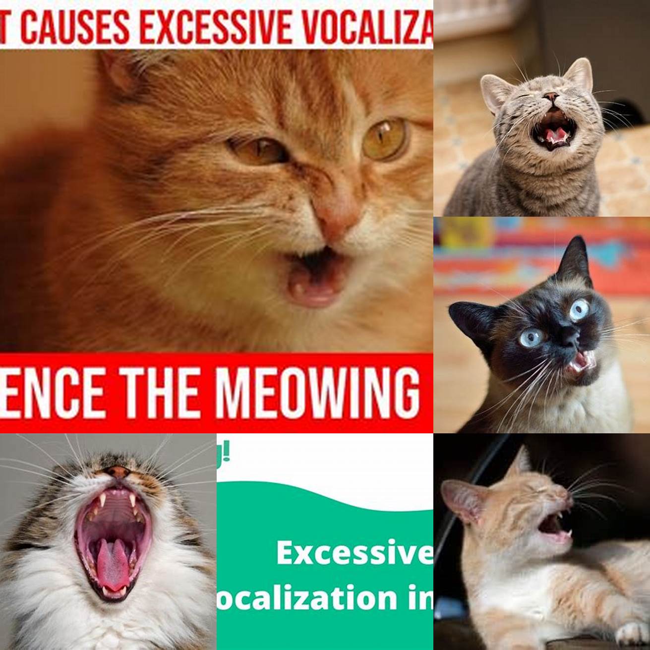 Excessive Vocalization