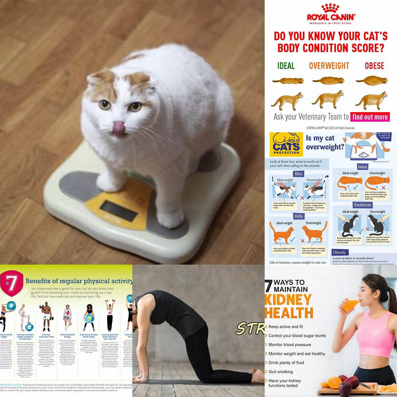 Exercise Regular exercise can help your cat maintain a healthy weight and prevent health issues