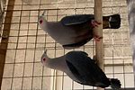 Exotic Pigeons Sale