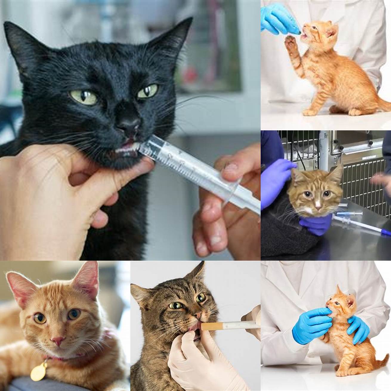Expertise in feline medicine