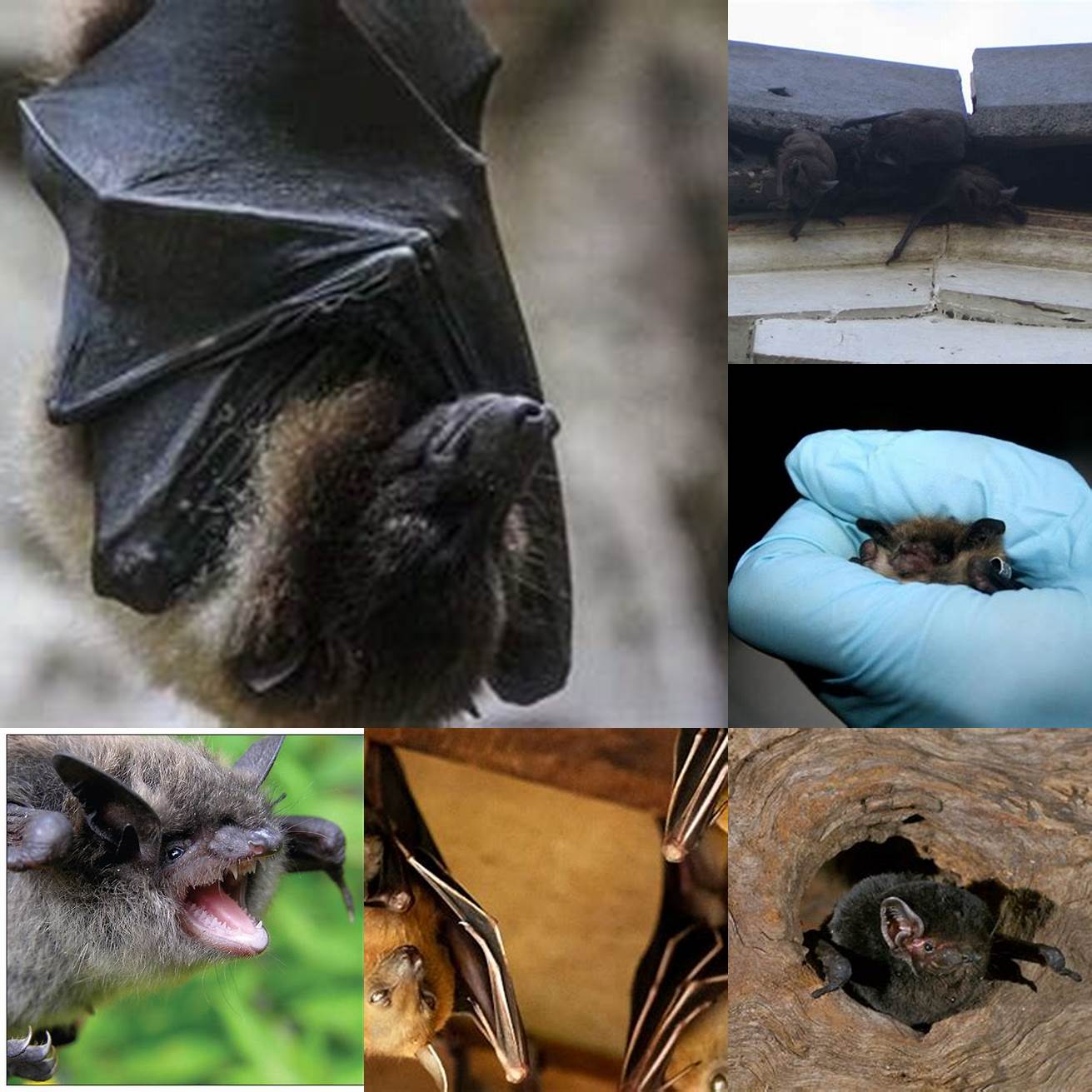 Exposure to bats or other wildlife that may enter the home