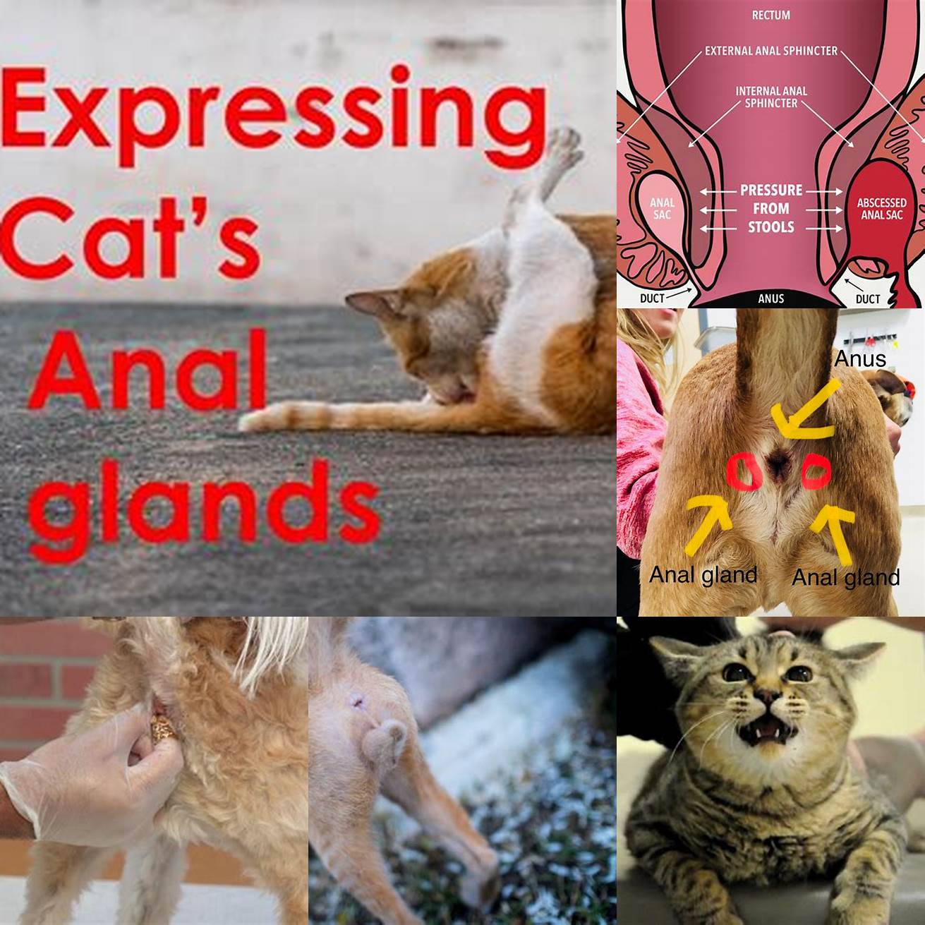 Expressing the Anal Glands