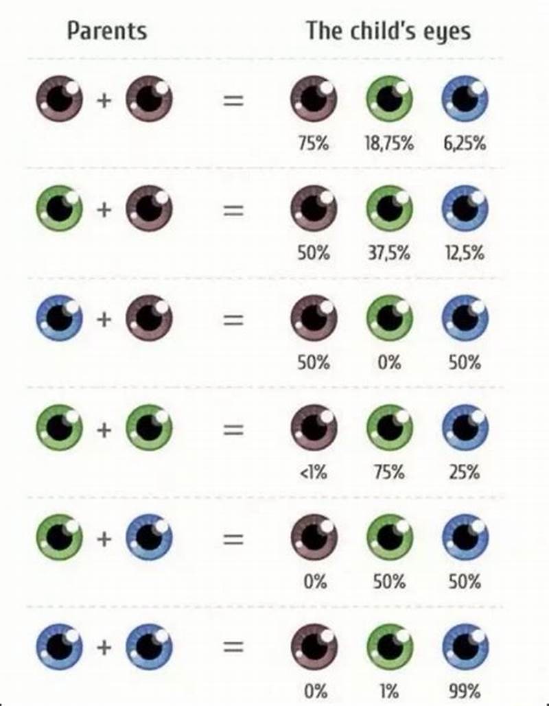 Eye Color Probability Chart