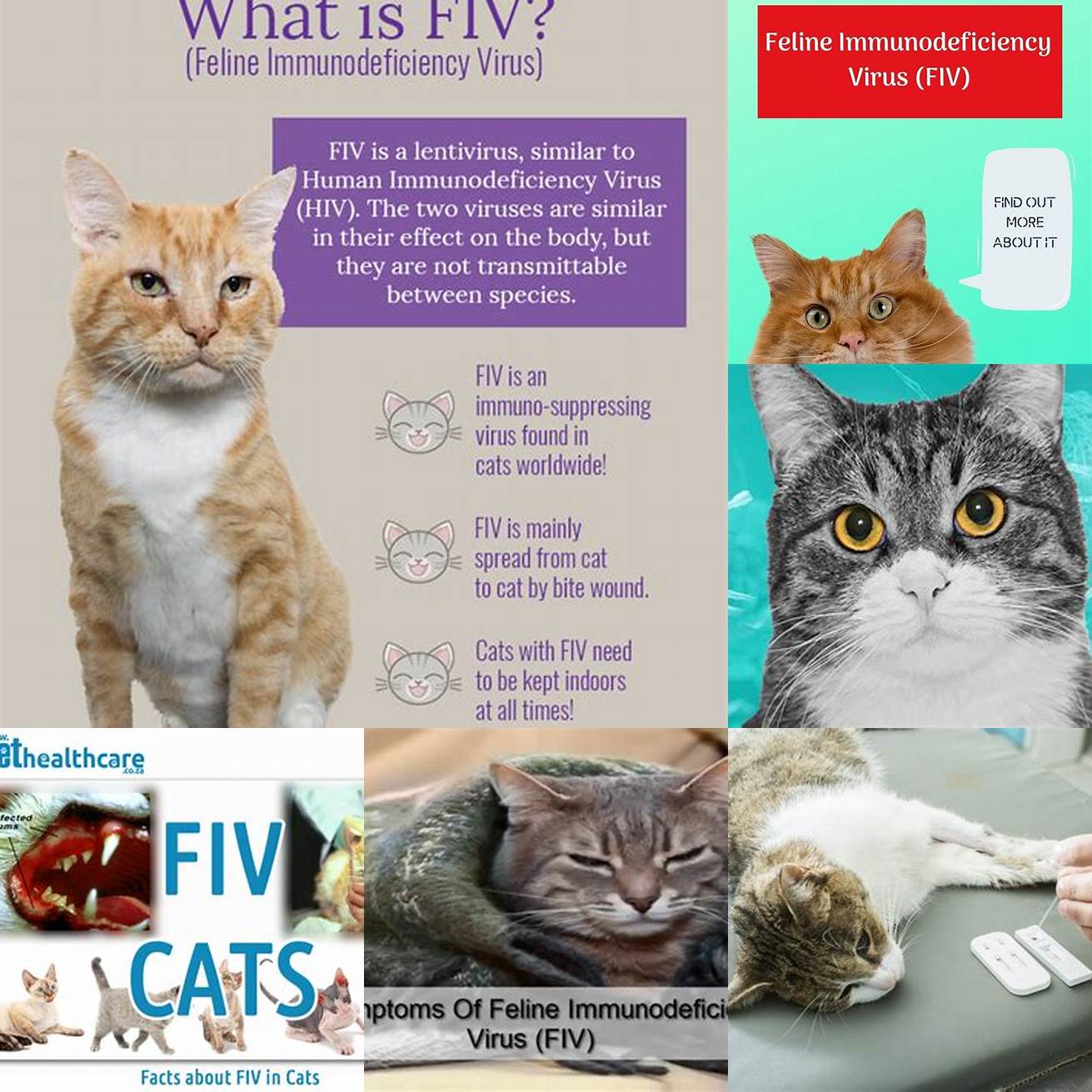 FIV is a viral disease that affects cats and weakens their immune system Its spread through bites from infected cats