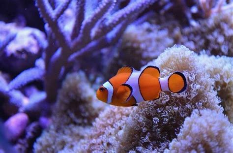 Factors That Affect the Price of Clownfish