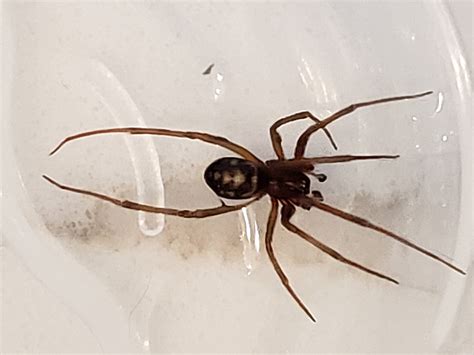 Black Widow Spider Male