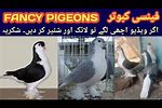 Fancy Pigeons in Pakistan