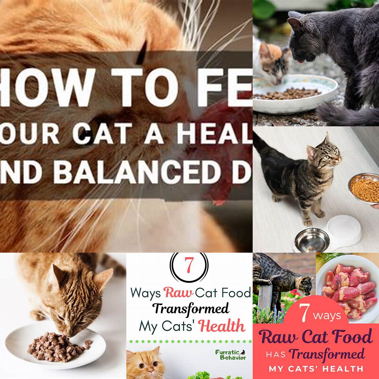 Feed your cat a balanced and nutritious diet