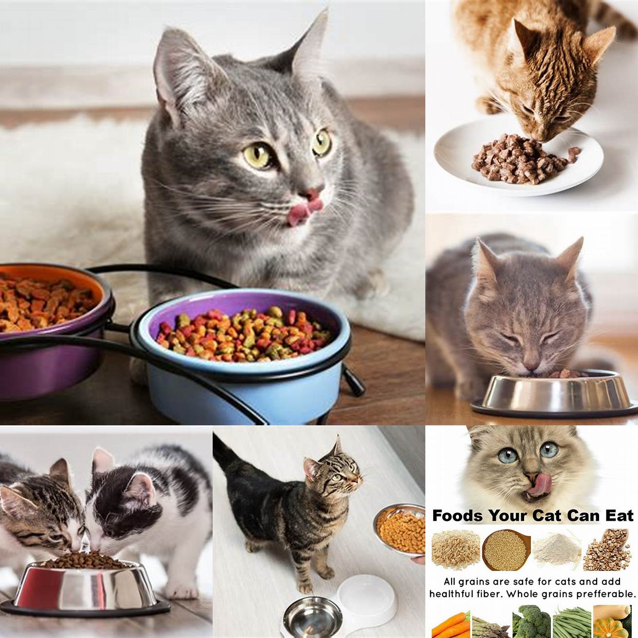Feed your cat a diet that is high in fiber