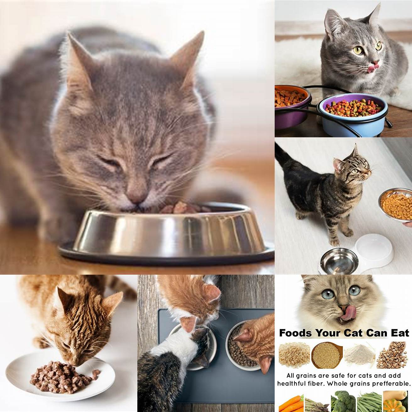 Feed your cat a healthy diet