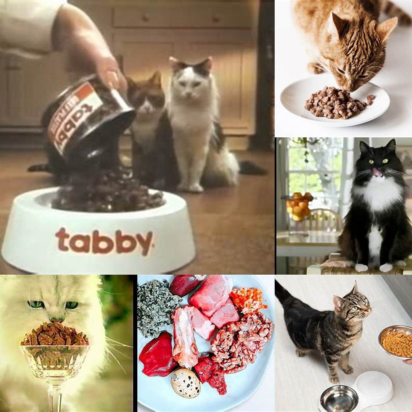Feed your cat commercial cat food