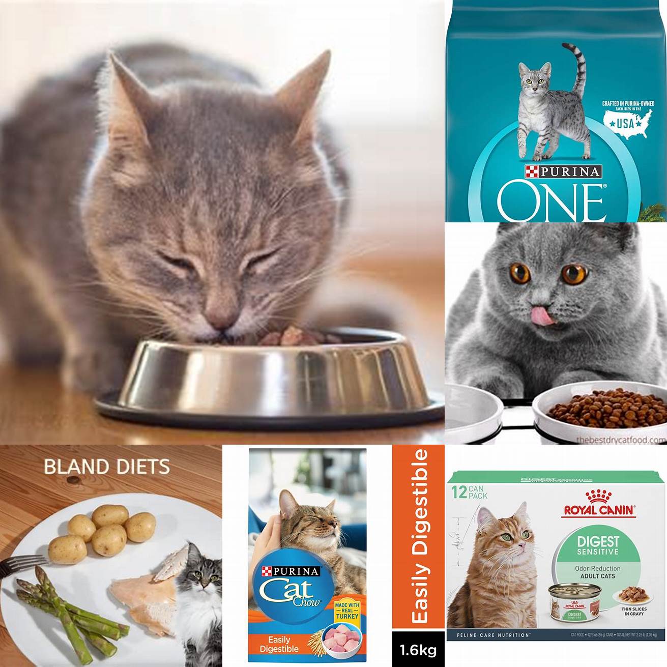 Feeding your cat soft easily digestible food