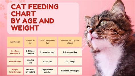 Feeding Chart For Cats